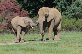 An elephant cow (Loxodonta africana) and her calf eating the bark off a branch. A forest can be