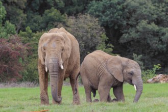 An adult female African elephant (Loxodonta africana) wrestles with her male calf until it falls in