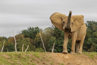 An elephant cow (Loxodonta africana) stands on a hill and throws dust at herself.. Captive