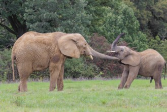 An adult female African elephant (Loxodonta africana) wrestles with her male calf on a meadow at
