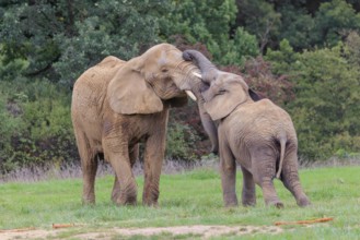 An adult female African elephant (Loxodonta africana) wrestles with her male calf on a meadow at