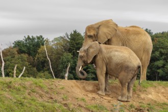 A male elephant calf (Loxodonta africana) digs for minerals with its trunk. Its mother stands