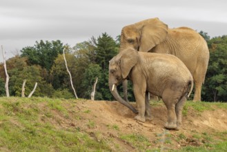 A male elephant calf (Loxodonta africana) digs for minerals with its trunk. Its mother stands