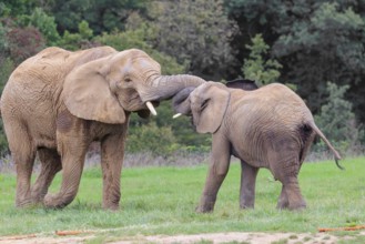 An adult female African elephant (Loxodonta africana) wrestles with her male calf on a meadow at