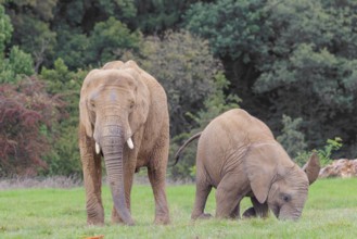 An adult female African elephant (Loxodonta africana) wrestles with her male calf until it falls in