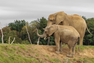 A male elephant calf (Loxodonta africana) digs for minerals with its trunk. Its mother stands