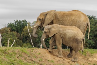 A male elephant calf (Loxodonta africana) digs for minerals with its trunk. Its mother stands