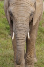 Frontal portrait of a female elephant (Loxodonta africana). Captive