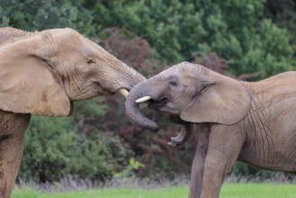 An adult female African elephant (Loxodonta africana) wrestles with her male calf on a meadow at