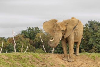 An elephant cow (Loxodonta africana) stands on a hill and throws dust at herself.. Captive