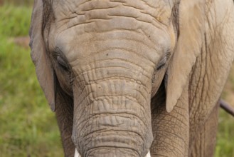 Frontal portrait of a female elephant (Loxodonta africana). Captive