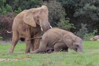 An adult female African elephant (Loxodonta africana) wrestles with her male calf until it falls in