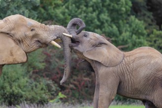 An adult female African elephant (Loxodonta africana) wrestles with her male calf on a meadow at