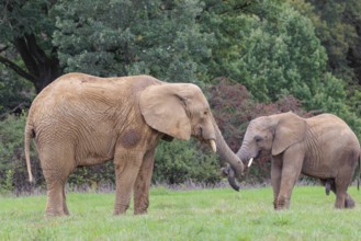 An adult female African elephant (Loxodonta africana) wrestles with her male calf on a meadow at
