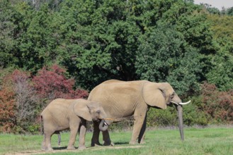 An elephant cow (Loxodonta africana) and her calf eating the bark off a branch. A forest can be