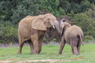 An adult female African elephant (Loxodonta africana) wrestles with her male calf on a meadow at