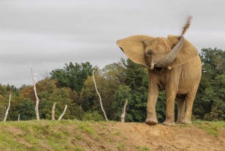 An elephant cow (Loxodonta africana) stands on a hill and throws dust at herself.. Captive