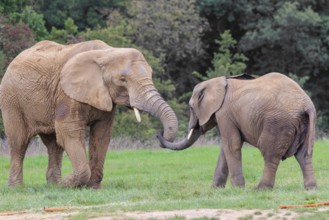 An adult female African elephant (Loxodonta africana) wrestles with her male calf on a meadow at