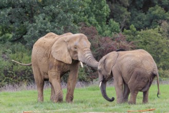 An adult female African elephant (Loxodonta africana) wrestles with her male calf on a meadow at