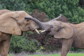 An adult female African elephant (Loxodonta africana) wrestles with her male calf on a meadow at