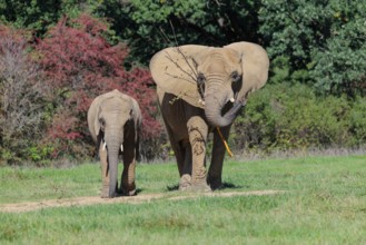 An elephant cow (Loxodonta africana) and her calf eating the bark off a branch. A forest can be