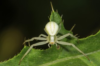 Goldenrod crab spider (Misumena vatia) sitting in wait on a thistle leaf, Baden-Württemberg,