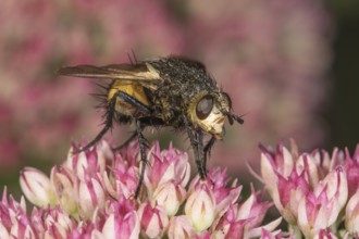 Black-legged bristle fly (Nowickia ferox) on a flower of stonecrop (Sedum telephium),
