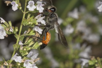 Grasshopper sand wasp (Sphex funerarius) with orange body on stonecrop (Calamintha nepeta),