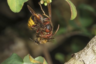 Hornet (Vespa crabro) and bee in a fight on a branch, Baden-Württemberg, Germany