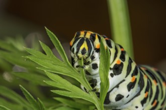 Swallowtail (Papilio machaon), caterpillar feeding on leaves of garden carrot (Daucus carota),