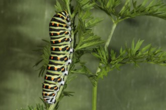Caterpillar of the swallowtail (Papilio machaon) on garden carrot (Daucus carota),