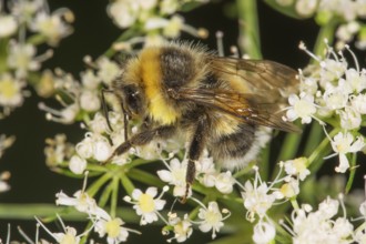 Brown-banded carder bee (Bombus muscorum) searching for nectar on white flowers of meadow hogweed