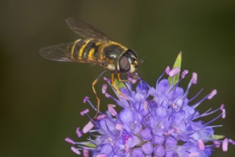 Hoverfly (Syrphidae sp.) sucking nectar from flower of meadow knapweed (Centaurea jacea),