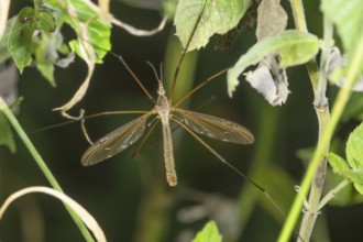 Long-legged cabbage snake (Tipula oleracea) between green plants, Baden-Württemberg, Germany