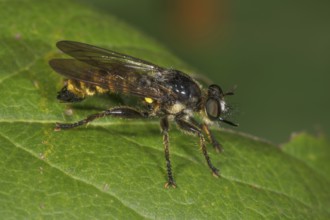 Robber fly (Choerades fimbriata) on a green leaf, Baden-Württemberg, Germany