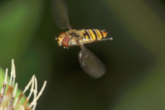 Winter hoverfly (Episyrphus balteatus) in flight in front of blurred background and cabbage