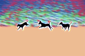 Doberman running fast and jumping in winter, Poller Wiesen, Rhine riverbanks, Cologne, North