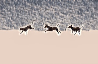 Doberman running fast and jumping in winter, Poller Wiesen, Rhine riverbanks, Cologne, North