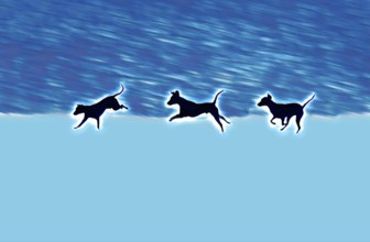 Doberman running fast and jumping in winter, Poller Wiesen, Rhine riverbanks, Cologne, North