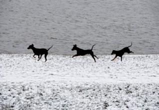 Doberman running fast and jumping in winter, Poller Wiesen, Rhine riverbanks, Cologne, North