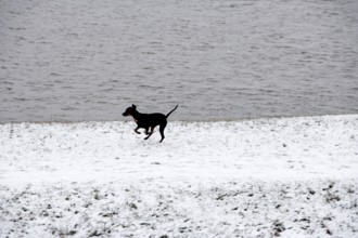 Doberman running fast and jumping in winter, Poller Wiesen, Rhine riverbanks, Cologne, North