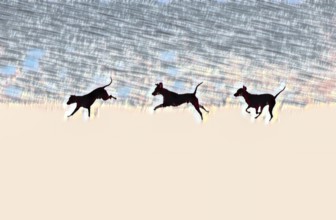 Doberman running fast and jumping in winter, Poller Wiesen, Rhine riverbanks, Cologne, North