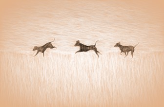 Doberman running fast and jumping in winter, Poller Wiesen, Rhine riverbanks, Cologne, North
