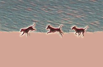 Doberman running fast and jumping in winter, Poller Wiesen, Rhine riverbanks, Cologne, North