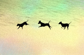 Doberman running fast and jumping in winter, Poller Wiesen, Rhine riverbanks, Cologne, North