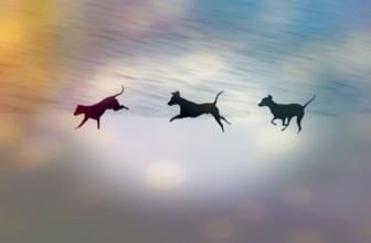 Doberman running fast and jumping in winter, Poller Wiesen, Rhine riverbanks, Cologne, North
