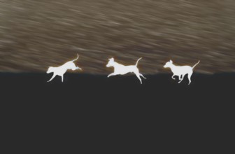 Doberman running fast and jumping in winter, Poller Wiesen, Rhine riverbanks, Cologne, North