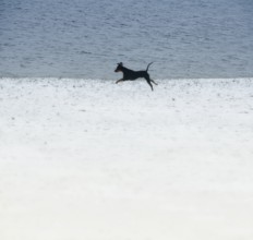 Doberman running fast and jumping in winter, Poller Wiesen, Rhine riverbanks, Cologne, North