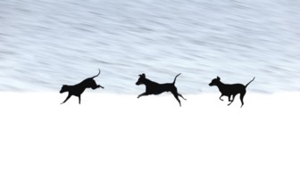 Doberman running fast and jumping in winter, Poller Wiesen, Rhine riverbanks, Cologne, North