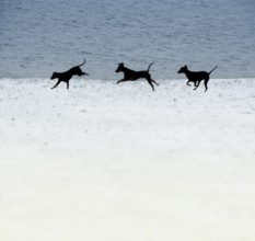 Doberman running fast and jumping in winter, Poller Wiesen, Rhine riverbanks, Cologne, North